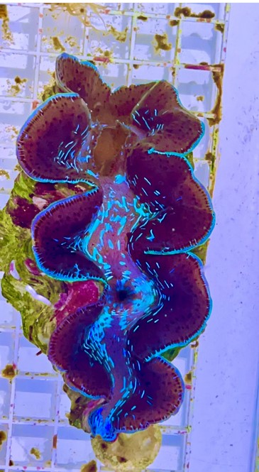 MAXIMA ULTRA CLAM WYSIWYG XL 6" to 8"