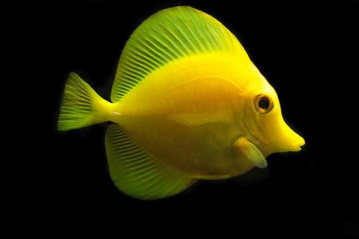 (BIOTA) YELLOW TANG